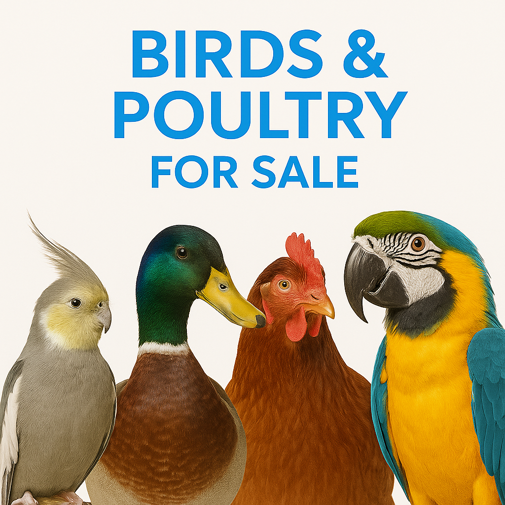 Birds & Poultry NZ-Wide