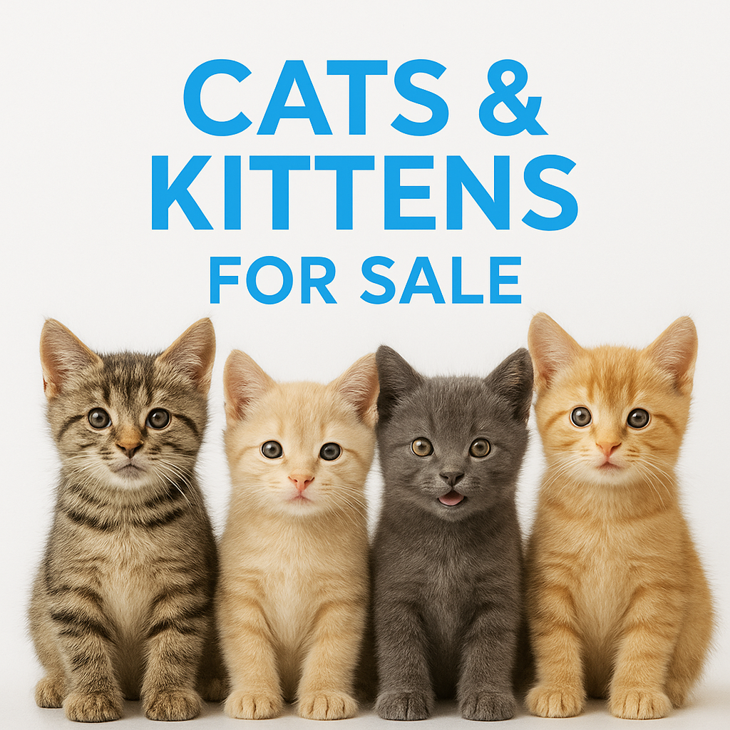 Cats & Kittens
