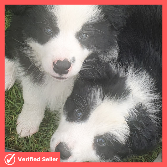 Border Collie Litter/Puppies for Sale